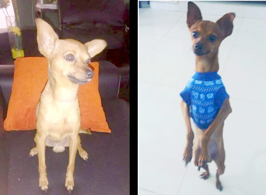 Dos fotos de la mascota 'Jerry', el perrito que se perdió en el barrio Las Nieves.