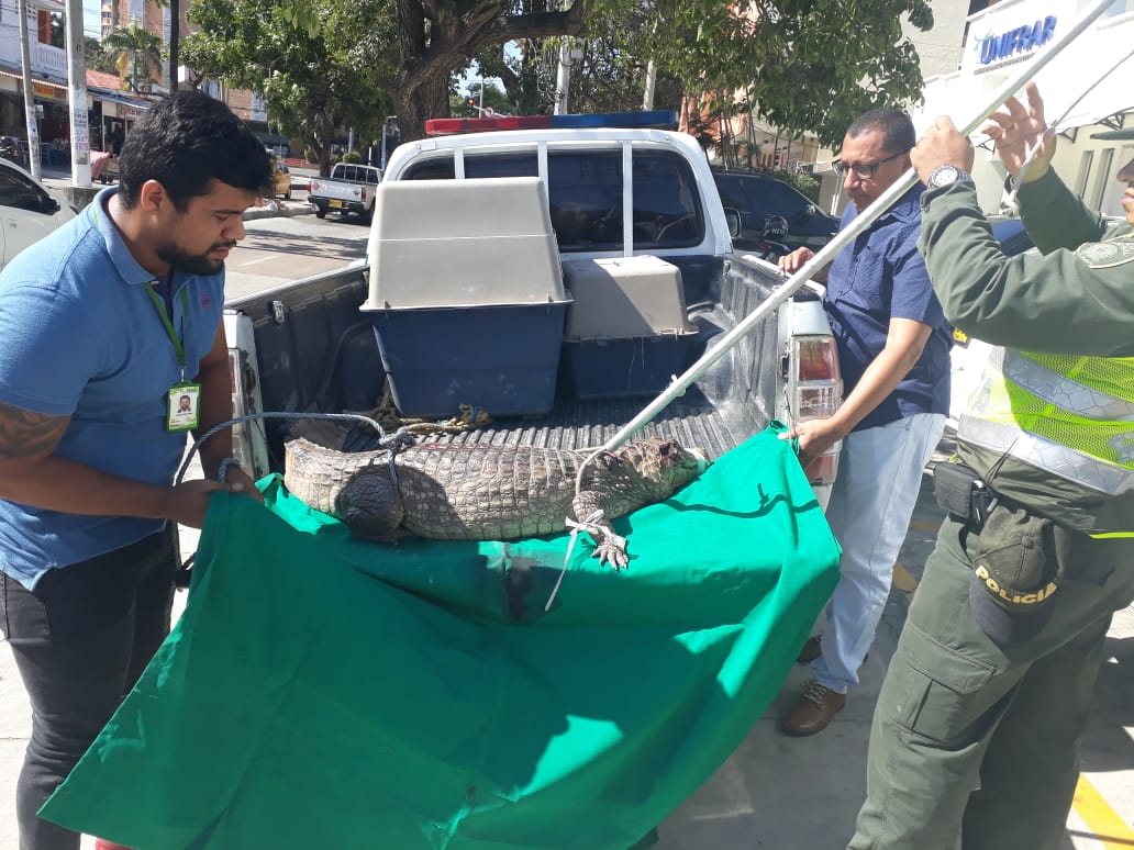 Personal de Veterinaria de Barranquilla Verde atiende al reptil, tras ser rescatado por la Policía Ambiental.