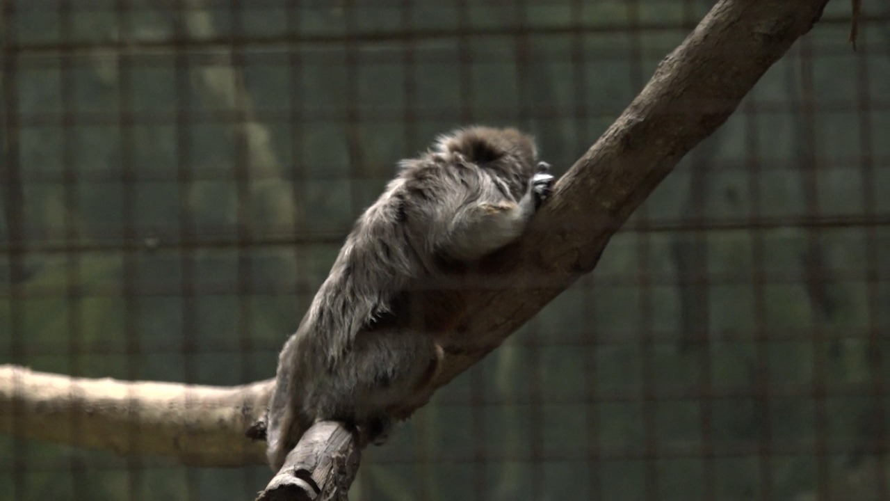 Tití gris, candidato a la Alcaldía del Zoo.