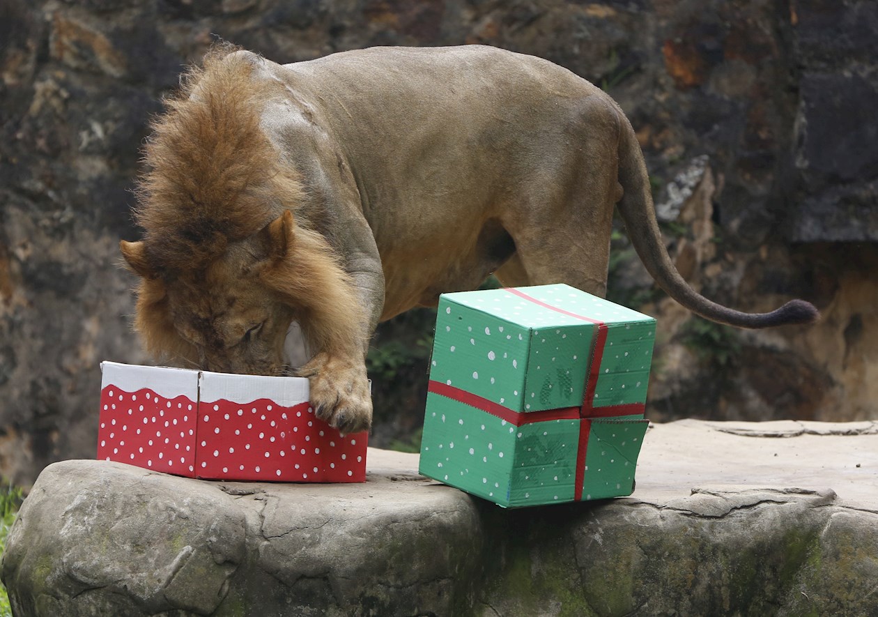 Un león olfatea una caja de regalo con carne.