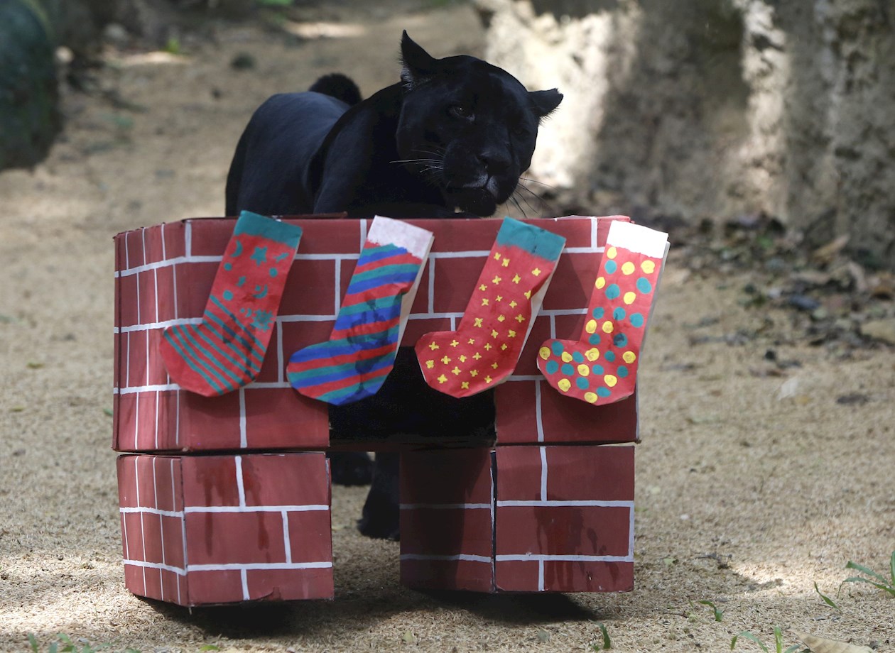 Una pantera juega con una caja de regalo con pescado.