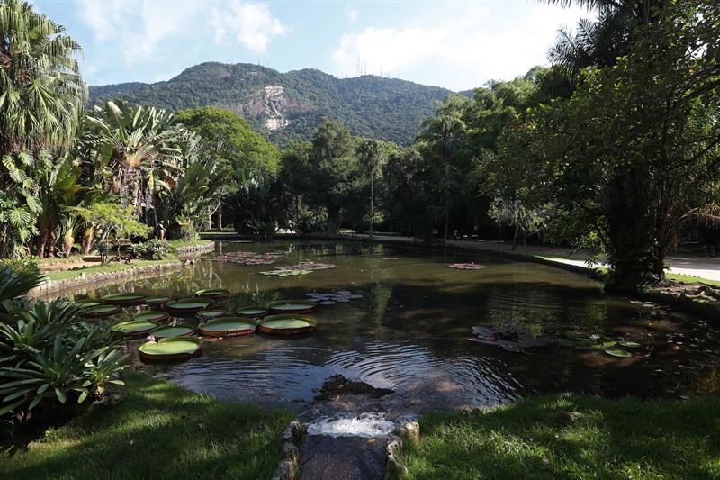 Imagen de la laguna Victoria Regia del Jardín Botánico de Río de Janeiro.