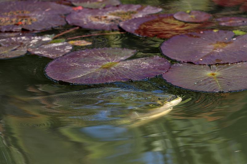 Vista este miércoles de un ejemplar de pacú en la laguna de la Victoria Regia del Jardín Botánico de Río de Janeiro (Brasil).