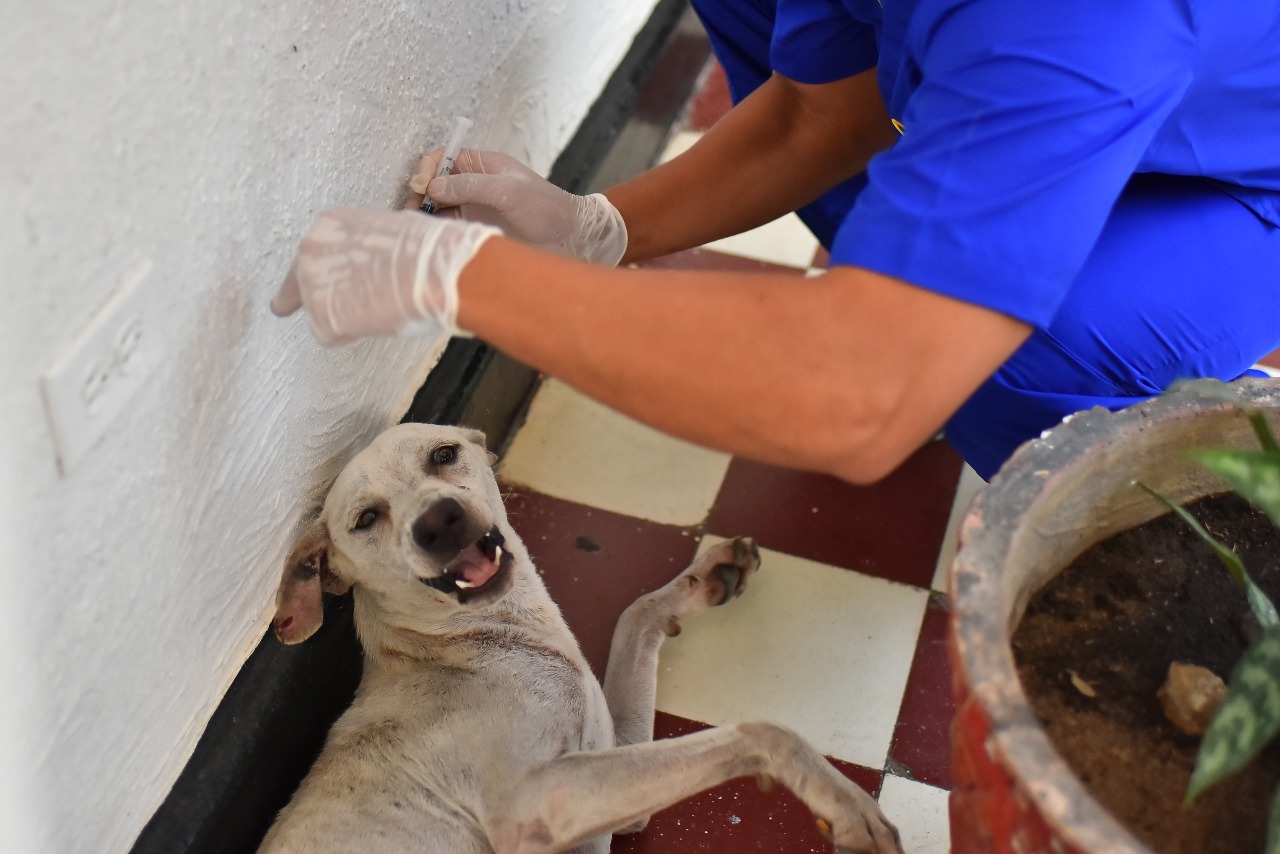 El veterinario José Hernández atendiendo al perrito en el barrio Modelo.