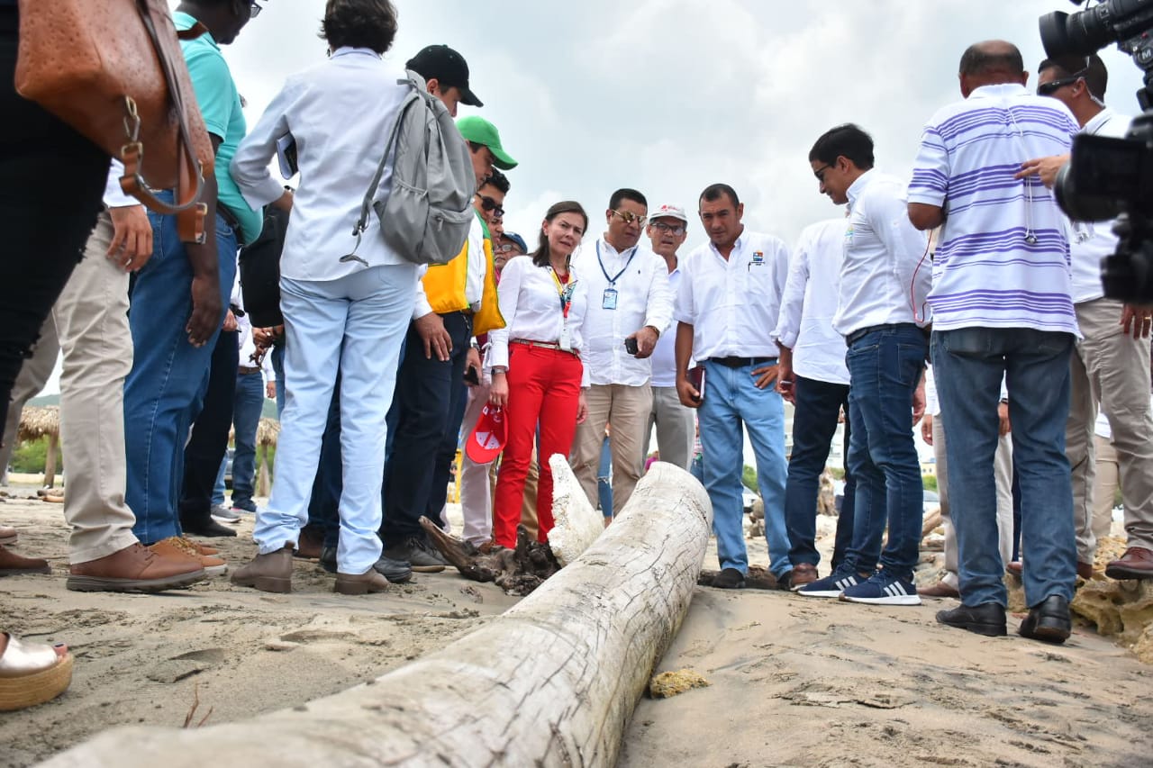 Autoridades observan uno de los árboles talados que llegó al balneario de Puerto Colombia.