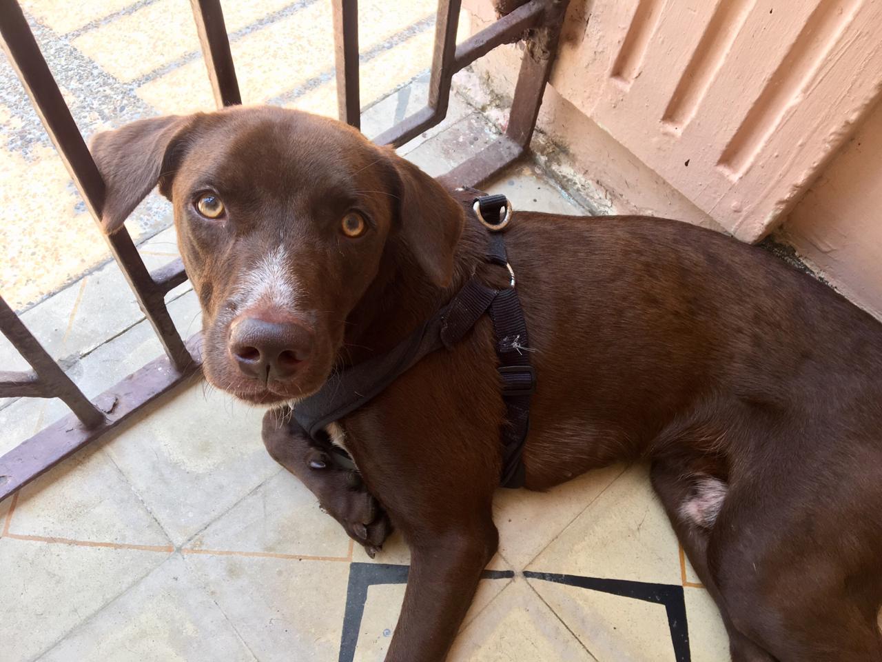 Niko, el perro labrador color chocolate que se perdió en el parque Sagrado Corazón.