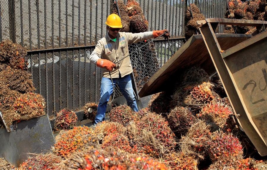 Un trabajador carga un fruto de palma de aceite en María La Baja (Colombia). 