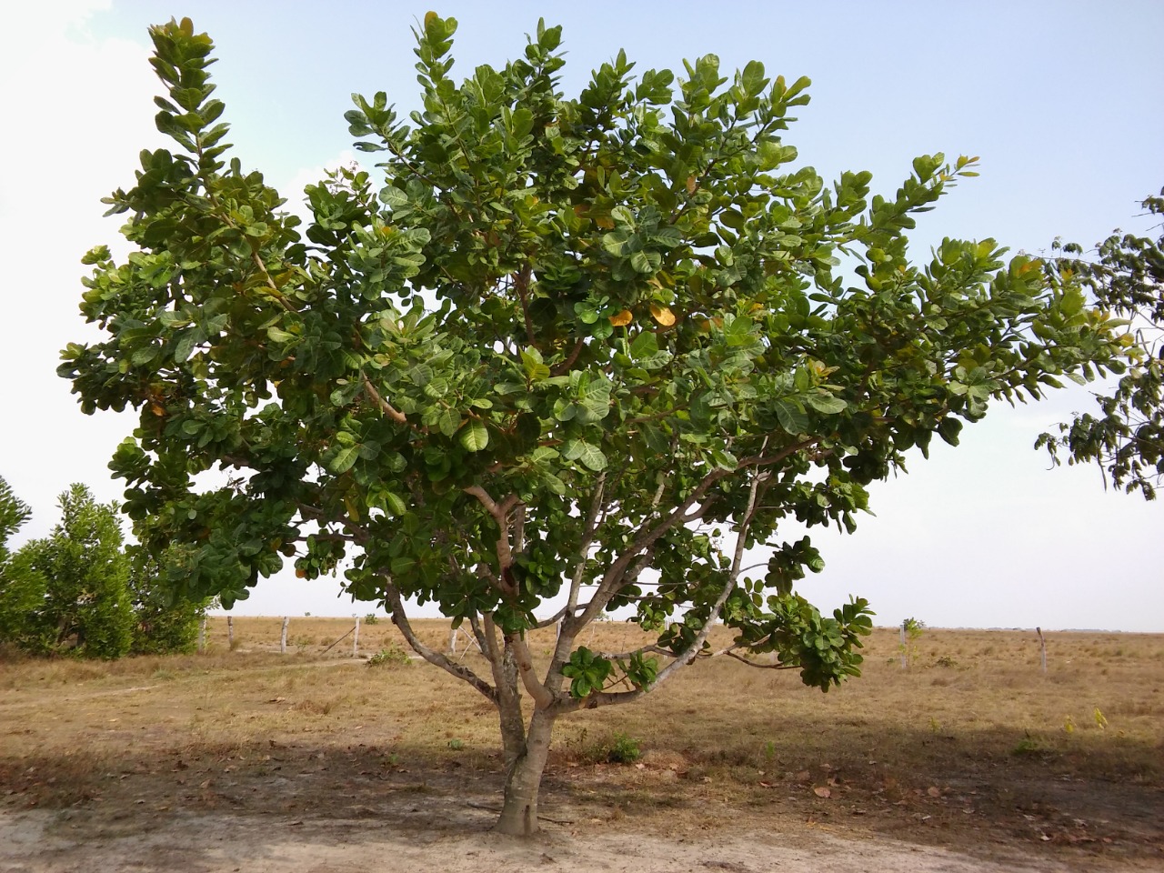 Árbol de Marañón Yopare, uno de los clones de marañón de Agrosavia.
