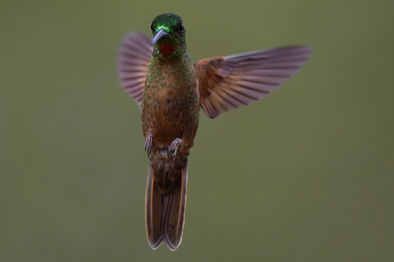 Un colibrí de la especie chupasavia/Boissonneaua Flavescens vuela en la finca Alejandría.