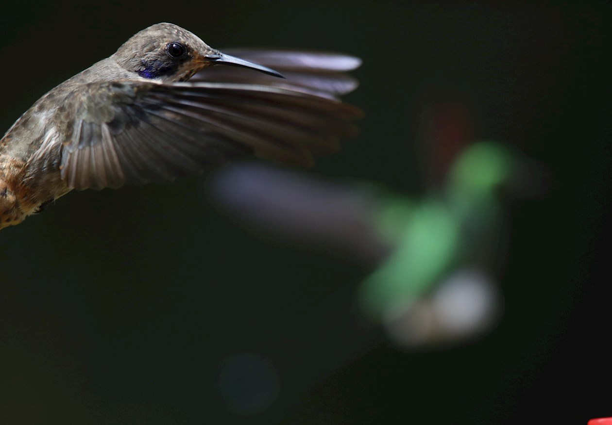 Un colibrí de la especie chillón/delphinae.