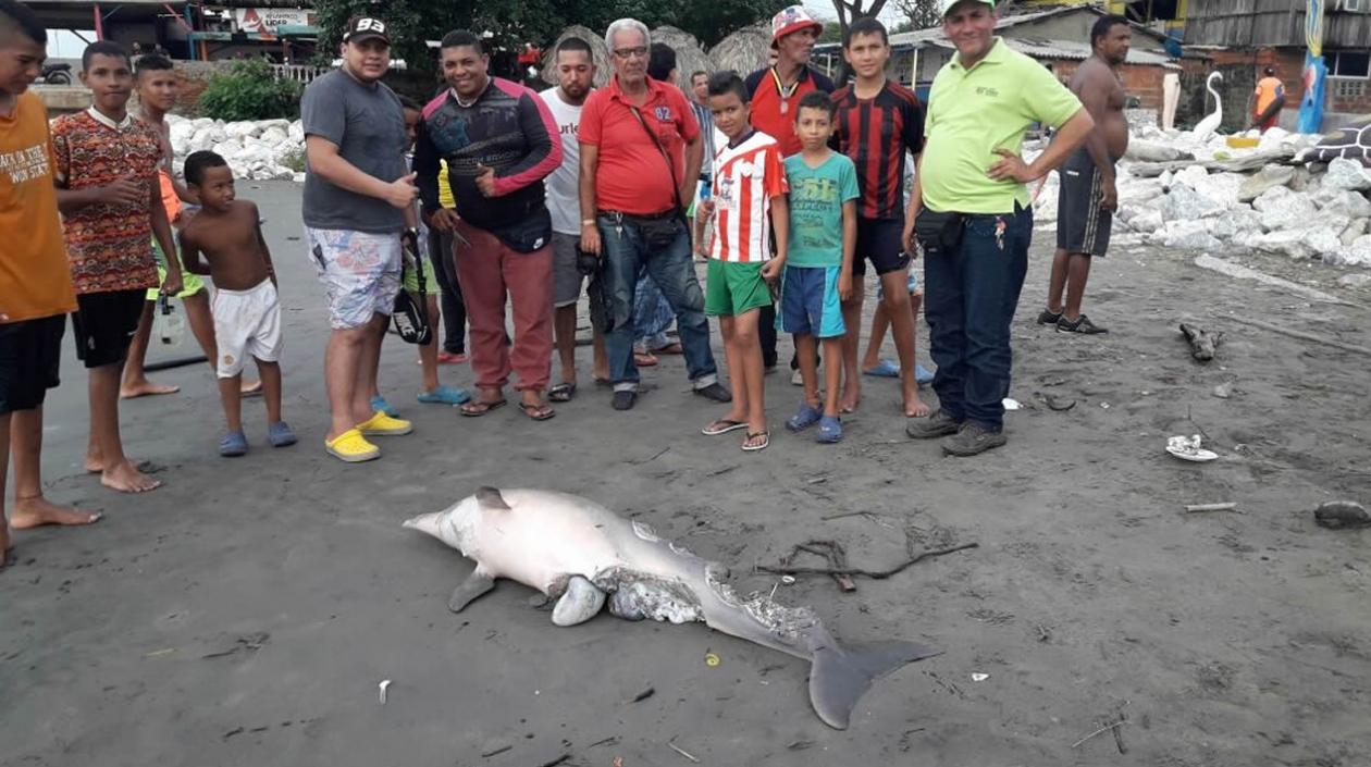 Un delfín muerto y en avanzado estado de descomposición fue detectado este miércoles cerca del muelle de Puerto Colombia