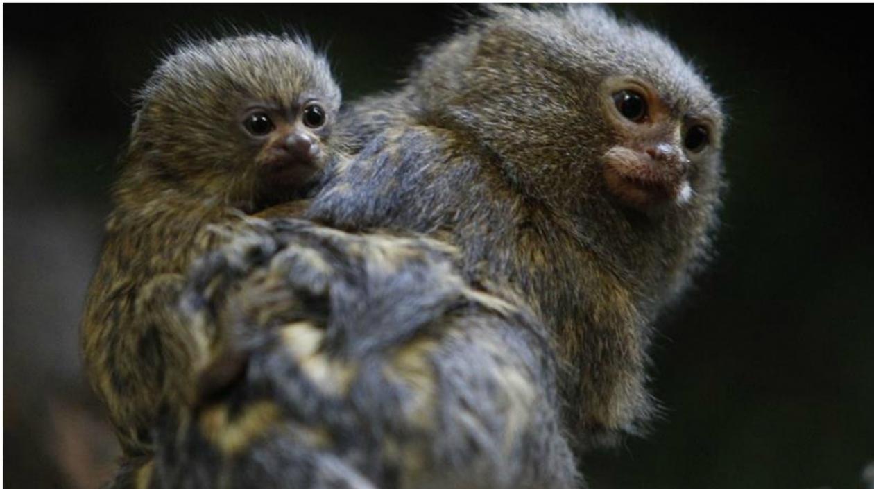 Unos gemelos de la especie primate tamarino de Geoffroy (saguinus geoffroyi), conocida también como tití panameño, nacieron en el zoológico de Medellín gracias al trabajo de investigadores y biólogos.