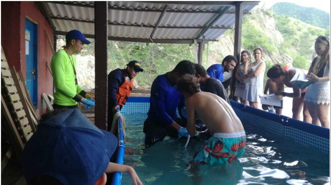 Personal de guardacostas participó en el rescate del delfin.