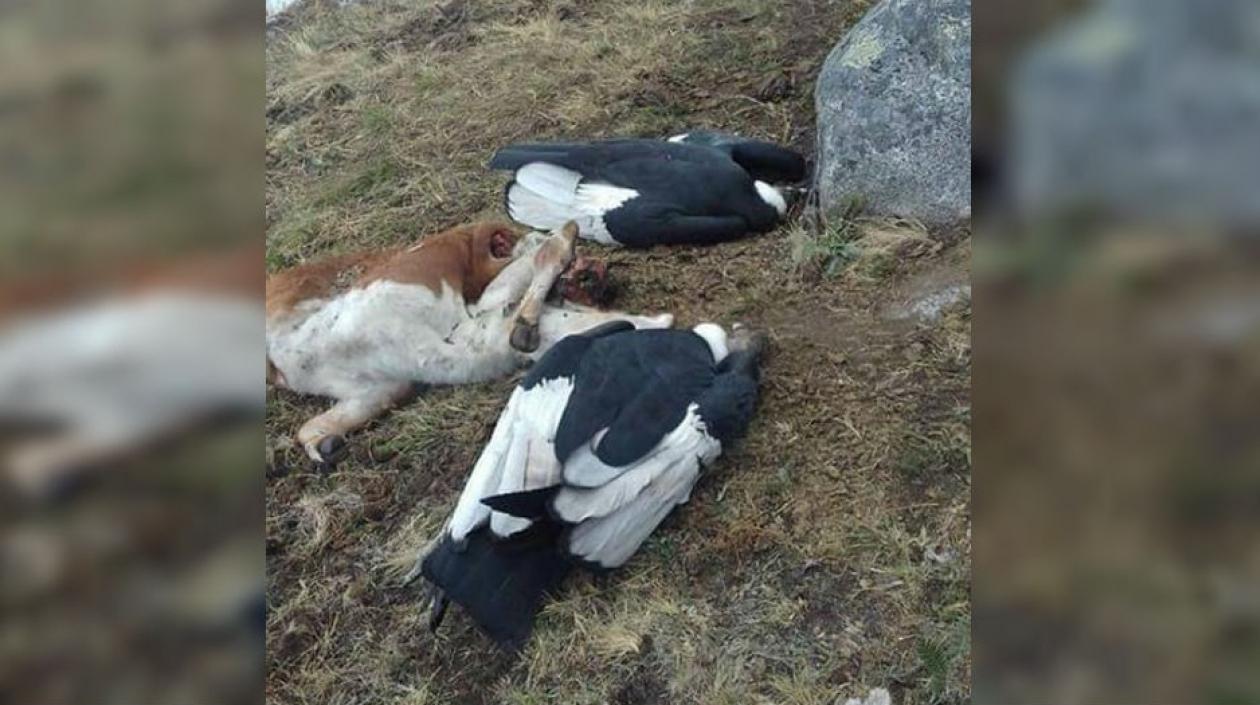 Condores muertos en la Sierra Nevada.