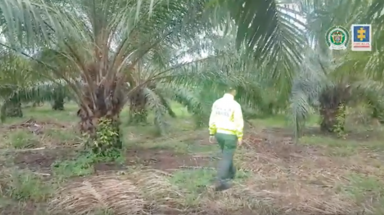 Hay fincas con "extensos cultivos" de palma que suman 789 hectáreas, en los bienes incautados a 'Don Mario'.