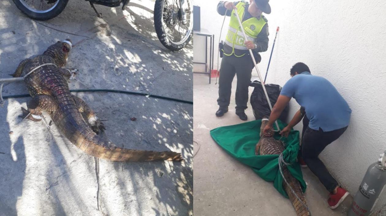 Unidades de Policía Ambiental salvaguardaron la vida del reptil y veterinarios atienden al animal tras ser atropellado.