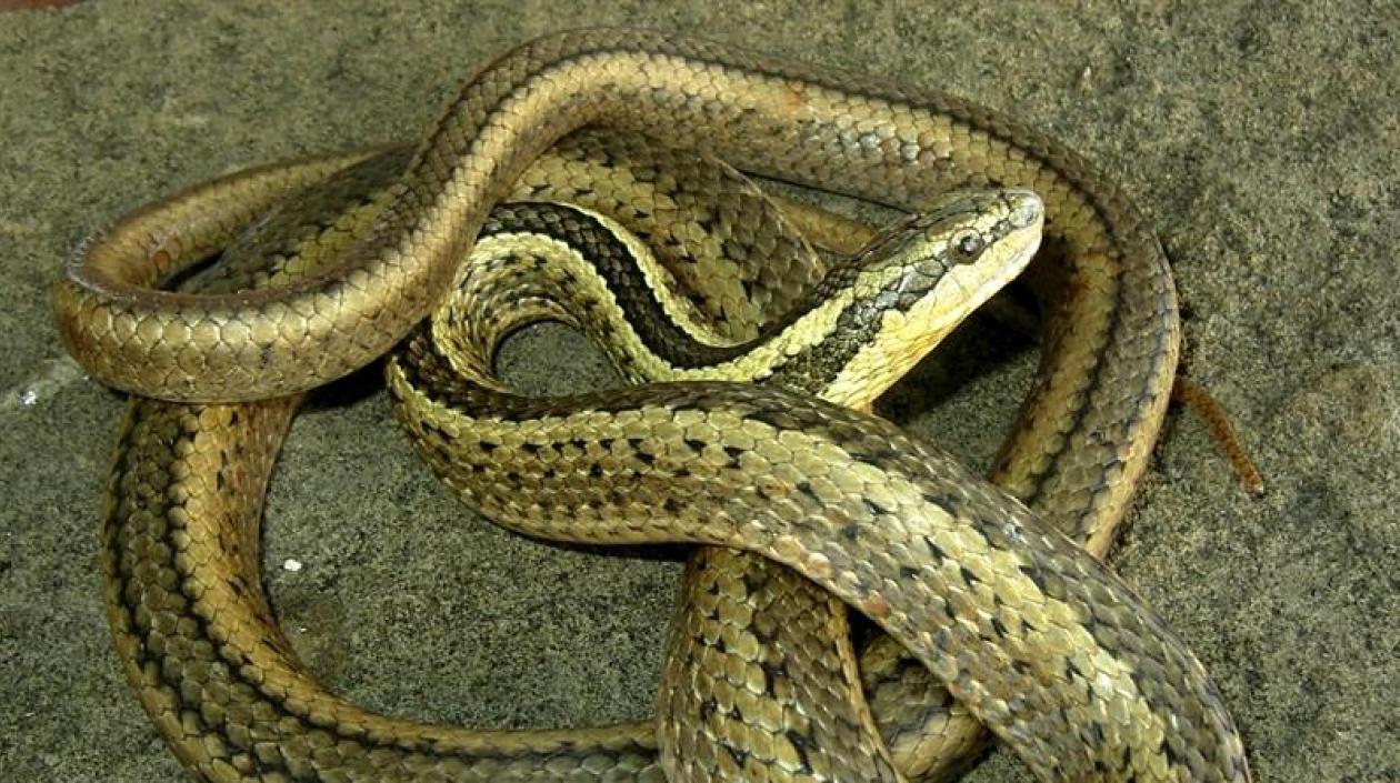 Fotografía cedida por el Instituto Nacional de Biodiversidad (Inabio) de Ecuador de una serpiente "Pseudalsophis thomasi", en Galápagos (Ecuador). 