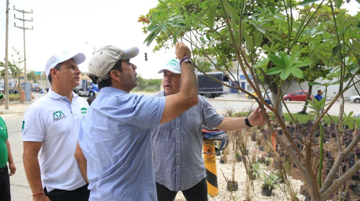 Alcalde Char durante la inspección de la siembra de árboles en Barranquilla.