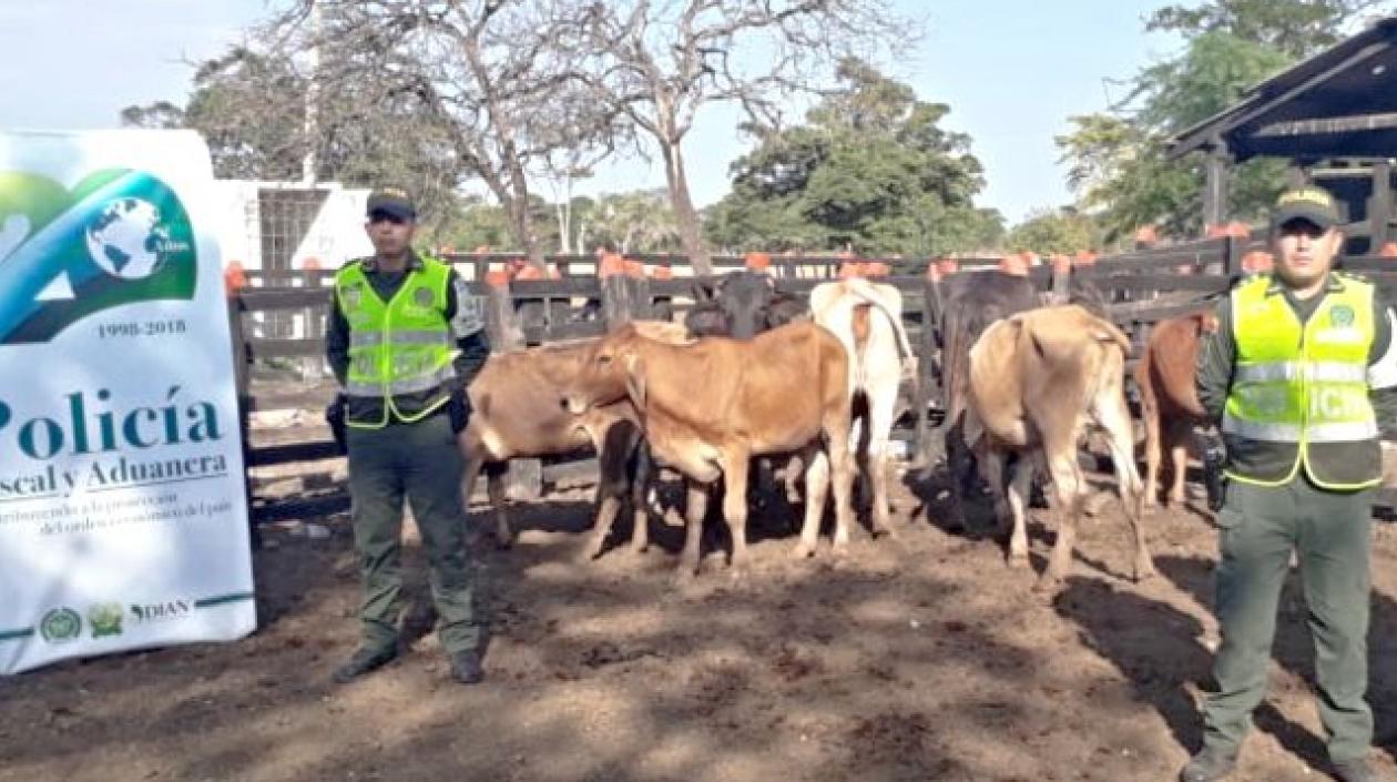 En la última semana, en los puestos de control se inspeccionaron más de 1.577 cabezas de ganado.