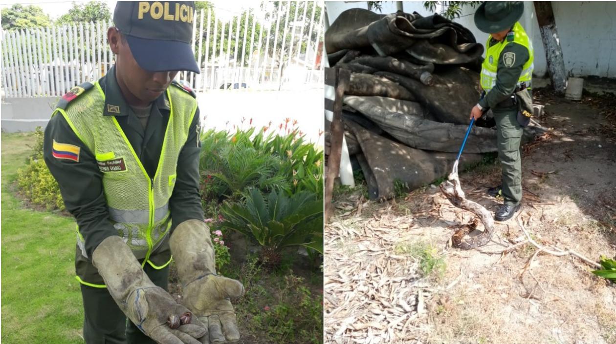 Policías ambientales atienden llamado de la comunidad por la aparición de caracoles africanos y reptiles.