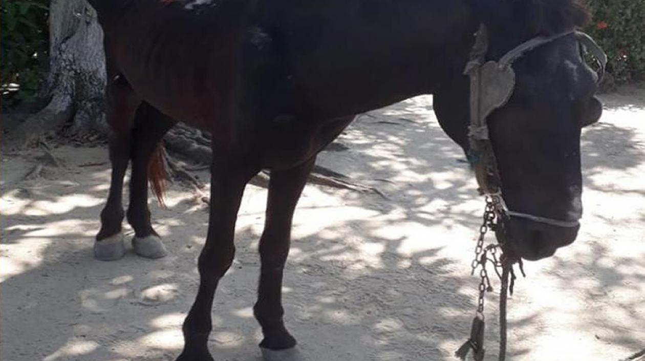 La Policía logró la incautación de un caballo en el barrio Los Cocos del municipio de Soledad.