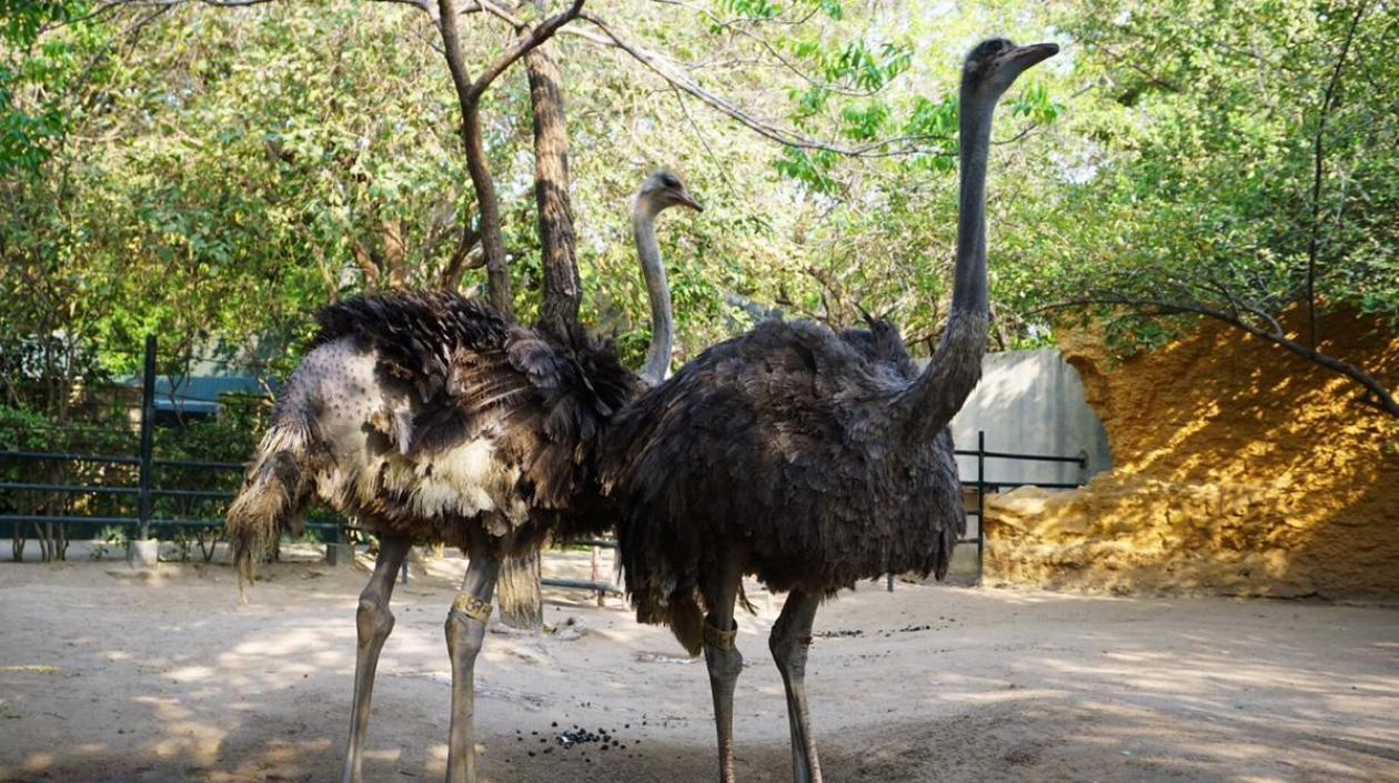 Nuevas avestruces del Zoológico de Barranquilla.