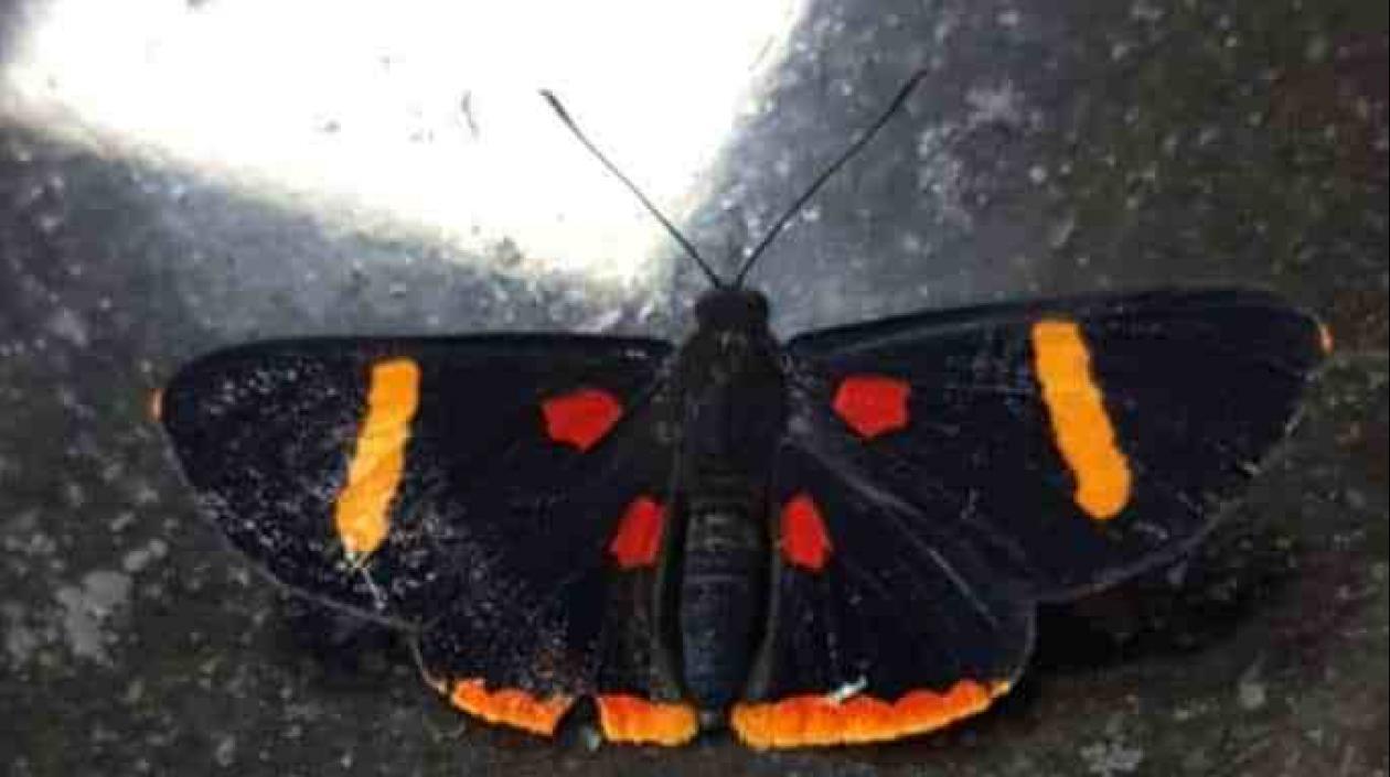 Imagen de la mariposa que se hizo viral en Cali.
