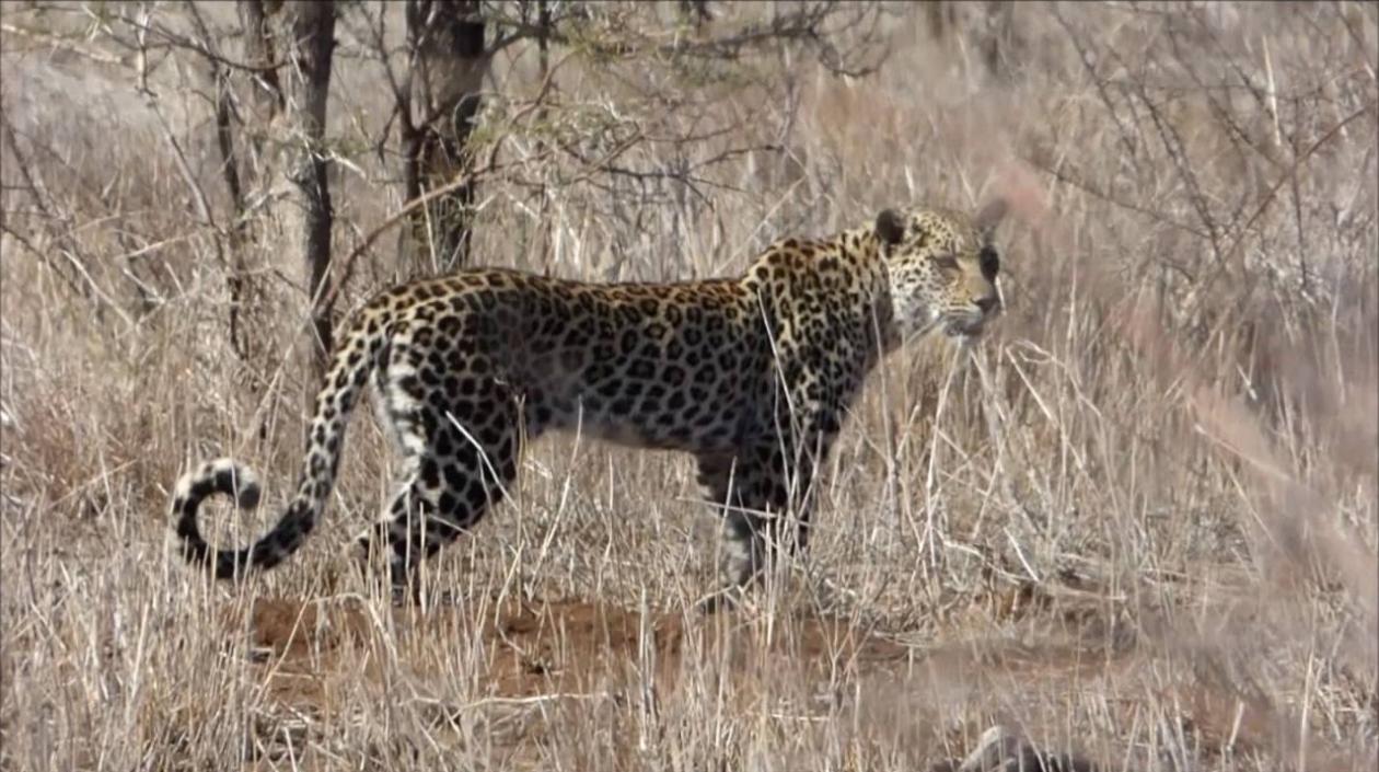 Leopardo en el parque nacional Kruger de Sudáfrica.