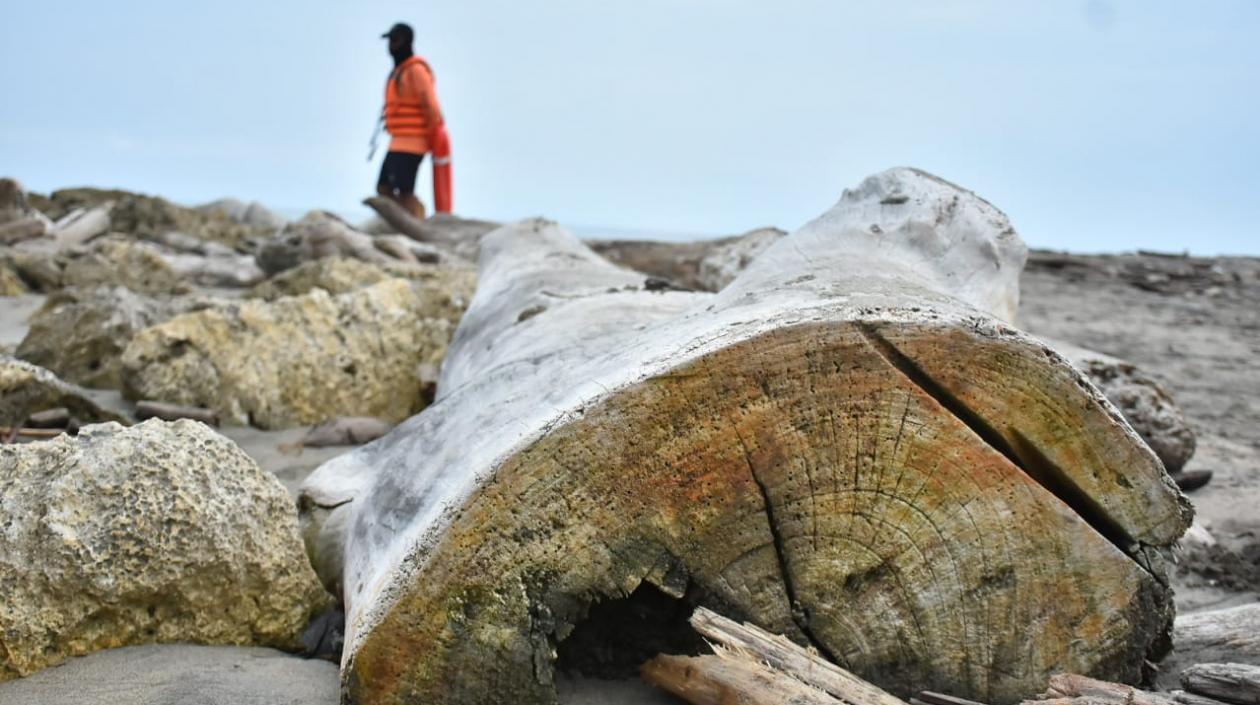 Tronco de madera talado que llegó a las playas de Puerto Colombia.