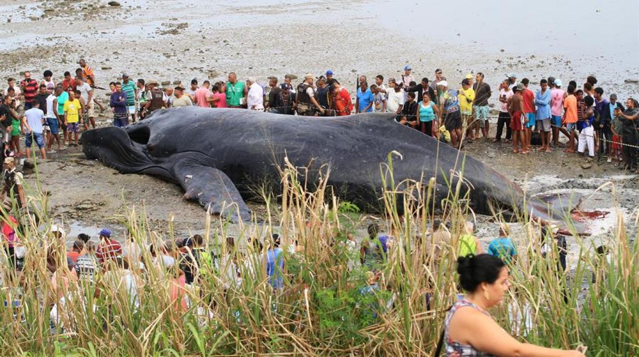 Fotografía de una ballena jorobada que murió a causa de varias heridas este viernes, en una playa de Salvador de Bahía (Brasil).