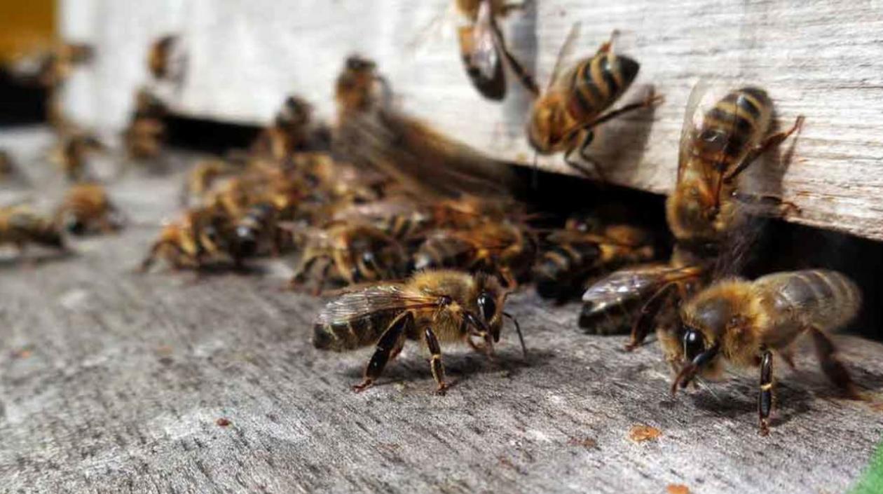 Las abejas africanizadas se irritan con las altas temperaturas, los olores fuertes y colores muy vivos.