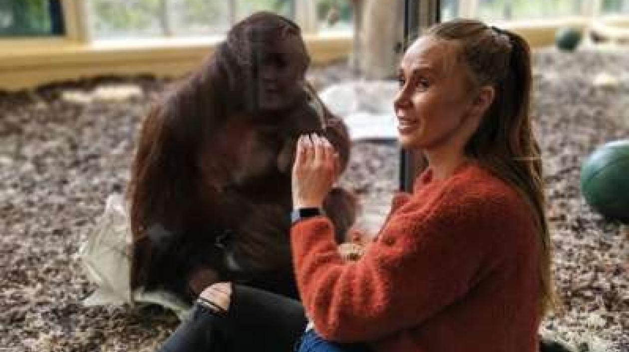 La madre Gemma Copeland es observada por la orangután mientras amamanta a su hijo.