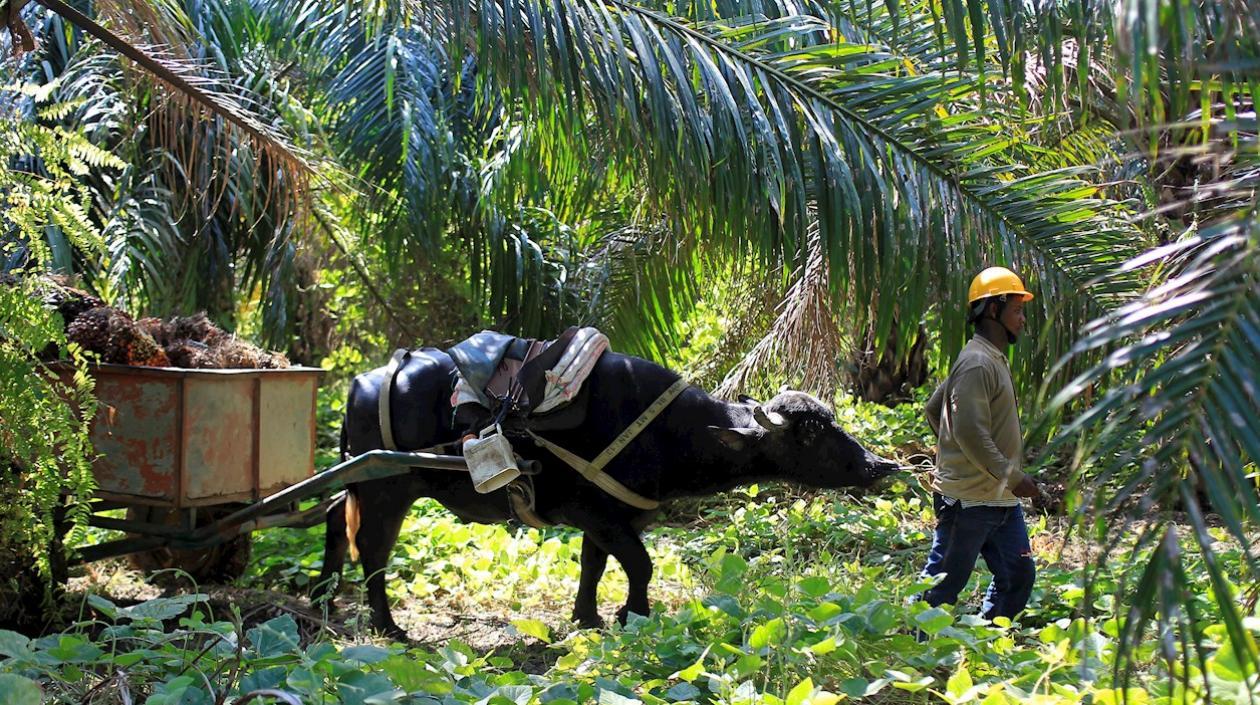 Trabajador de un cultivo de aceite de palma.
