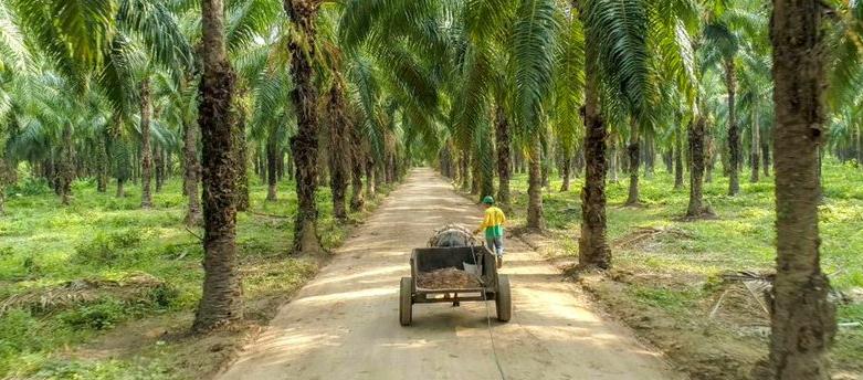 Entre enero y abril de este año la producción de palma de aceite alcanzó 728.600 toneladas