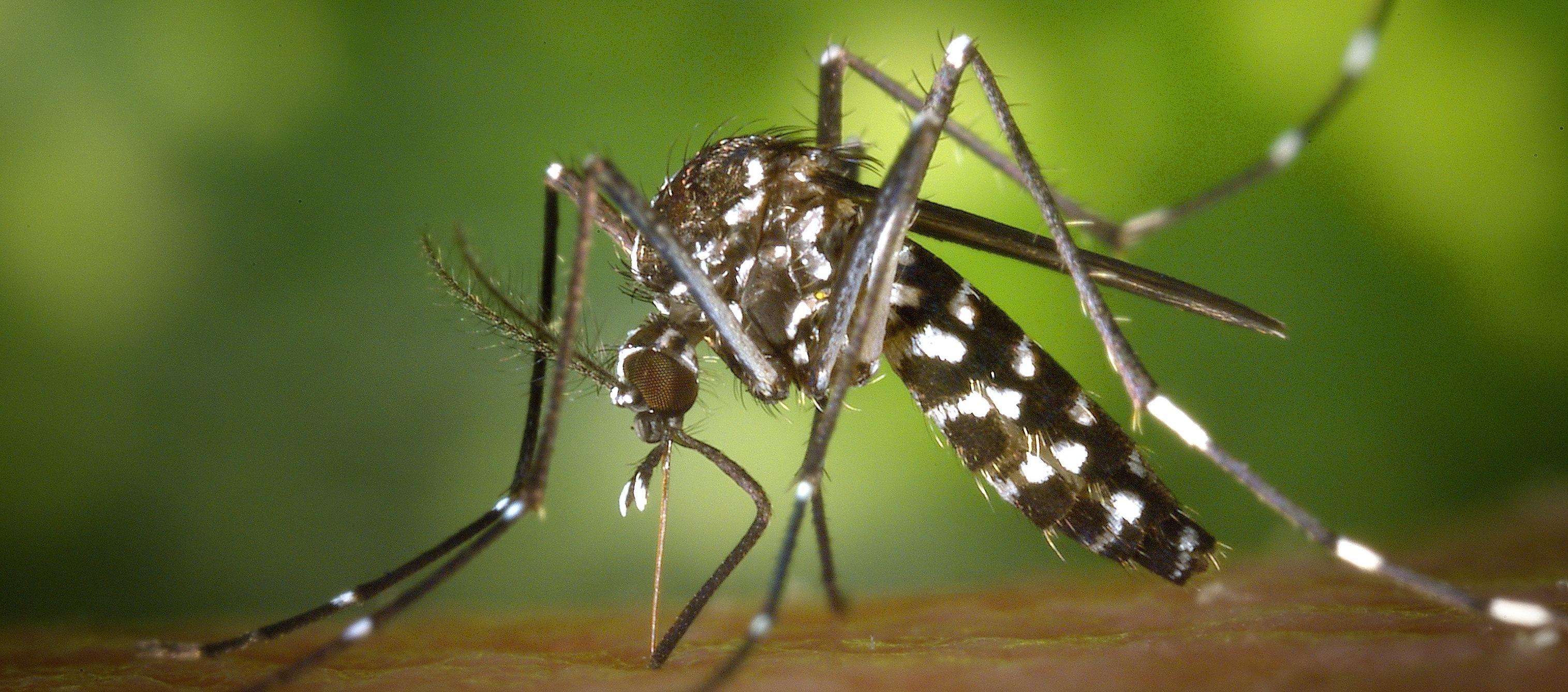 Aedes aegypti, mosquito transmisor del dengue.