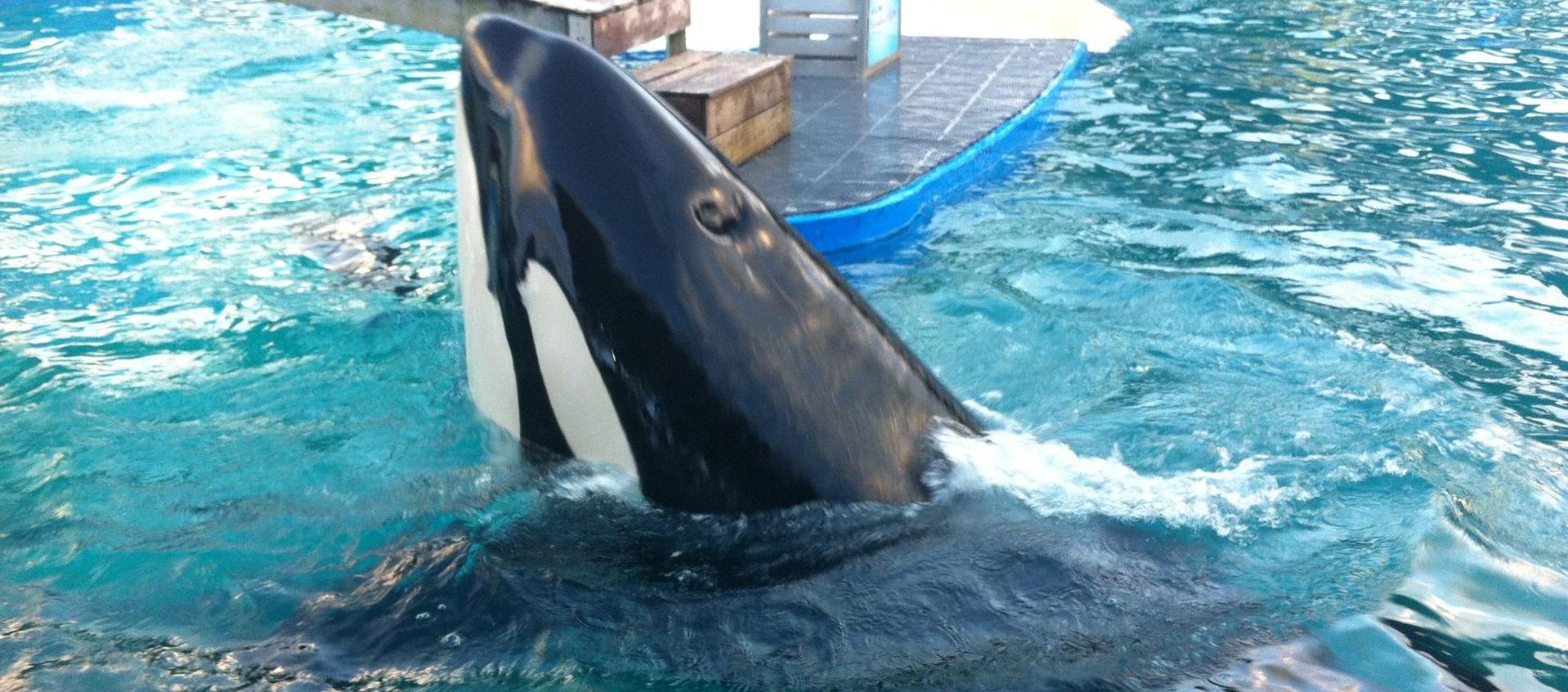 La orca 'Lolita' durante uno de sus espectáculos en el Miami Seaquarium