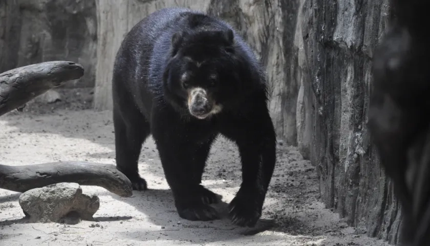 El oso volverá a acercarse a su pareja. 