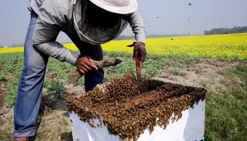 Las colmenas que están ubicadas en las poblaciones de El Socorro, Palmas de Socorro y Confines, tienen abejas llamadas localmente "angelitas", que carecen de aguijón y tienen la particularidad de fabricar miel de mejor calidad.  