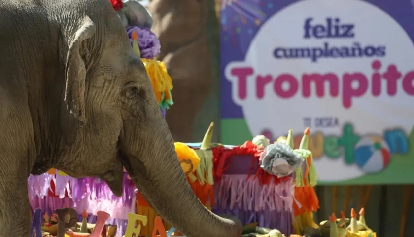 Registro del cumpleaños 56 de la elefanta "Trompita"