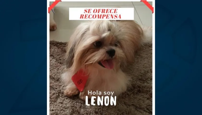 'Lenon', perrito extraviado.