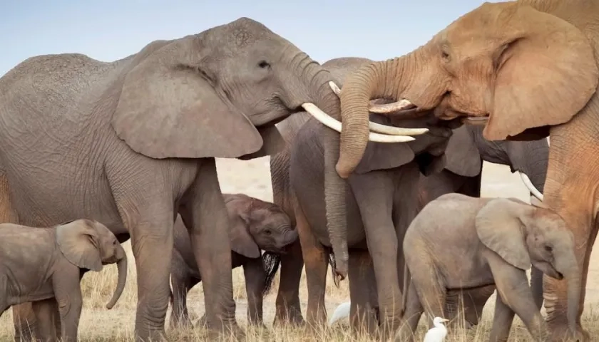 Los 12 elefantes no tenían signos de violencia.
