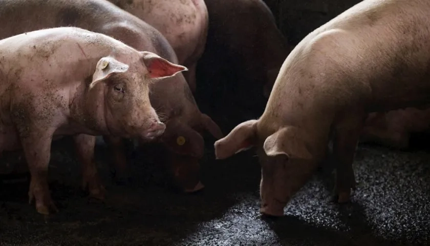 Cerdos permanecen en el corral de una granja, en Cevicos (República Dominicana).