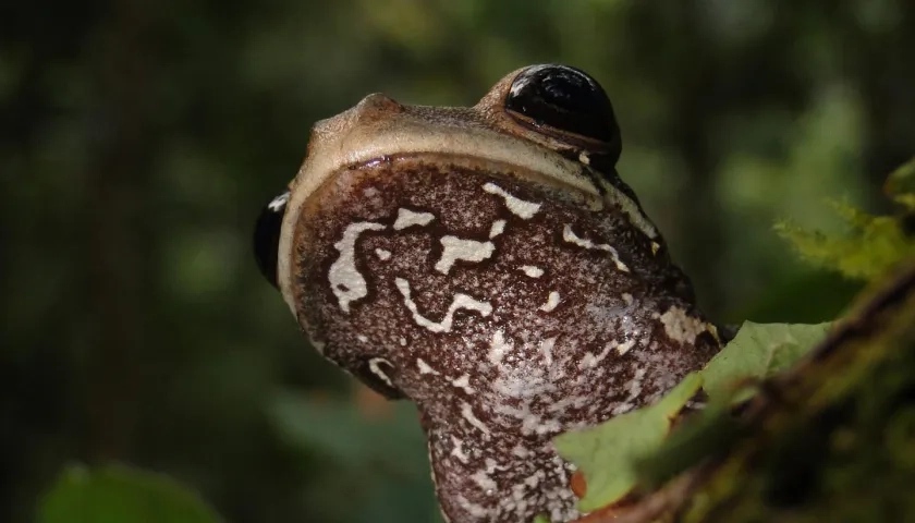 'Osteocephalus vasquezi', la nueva especie de rana.