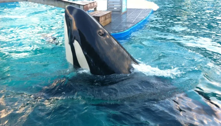 La orca 'Lolita' durante uno de sus espectáculos en el Miami Seaquarium