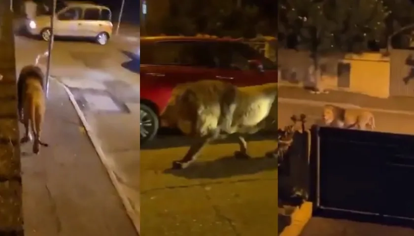 León suelto en las calles de Italia.