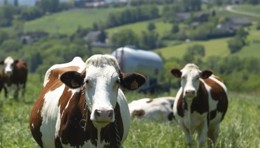 La persona diagnosticada estuvo en contacto con vacas lecheras supuestamente infectadas con este virus