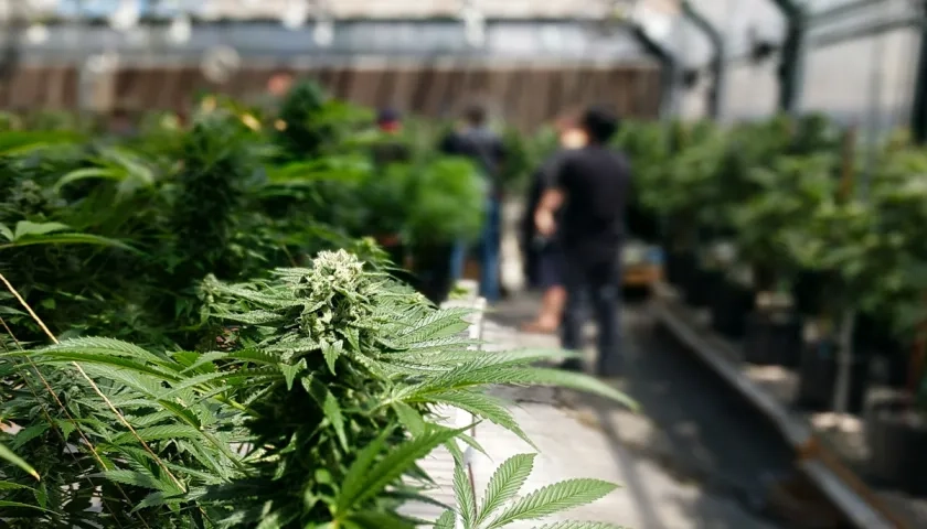 Planta en cultivo de marihuana. 