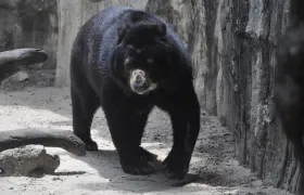 El oso volverá a acercarse a su pareja. 