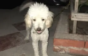 Perro french poodle hallado en El Barrio Modelo.