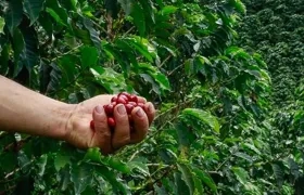 En Colombia, hay sembradas 903.951 hectáreas en café y más del 25% de la población rural del país es cafetera.